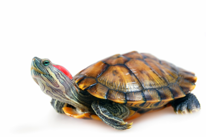 turtle sex red eared slider Gay stripper nyc